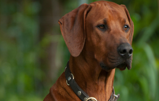 Mabruke African Rhett From Mistery Castle