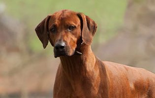 Mabruke African Rhett From Mistery Castle