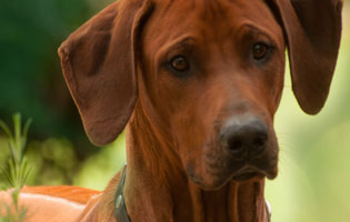 Mabruke African Rhett From Mistery Castle