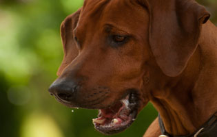 Mabruke African Rhett From Mistery Castle