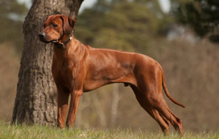 Mabruke African Rhett From Mistery Castle