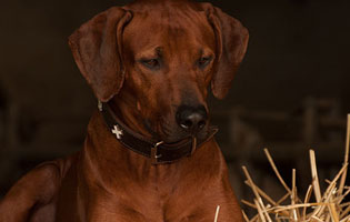 Mabruke African Rhett From Mistery Castle