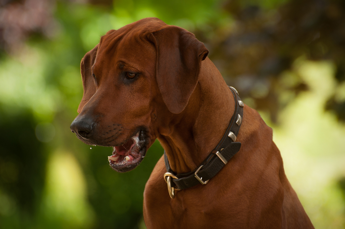 Mabruke African Rhett From Mistery Castle Mabruke African Rhett From Mistery Castle