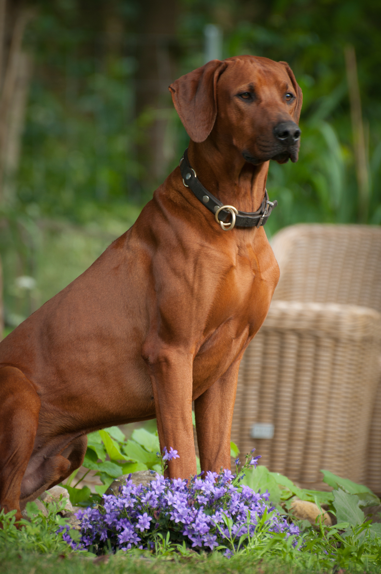 Mabruke African Rhett From Mistery Castle Mabruke African Rhett From Mistery Castle