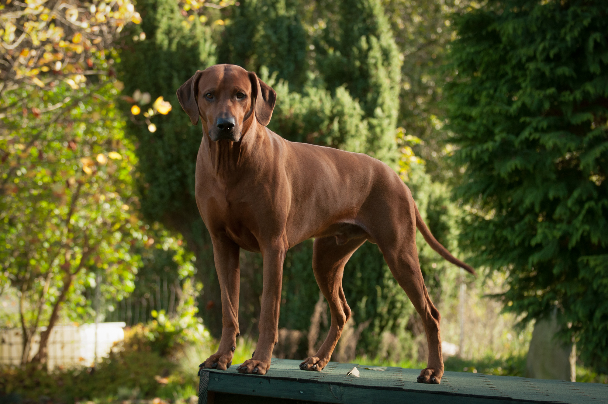 Mabruke African Rhett From Mistery Castle Mabruke African Rhett From Mistery Castle