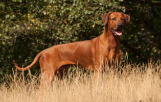 Mabruke African Rhett From Mistery Castle