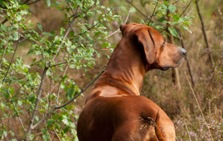 Mabruke African Rhett From Mistery Castle