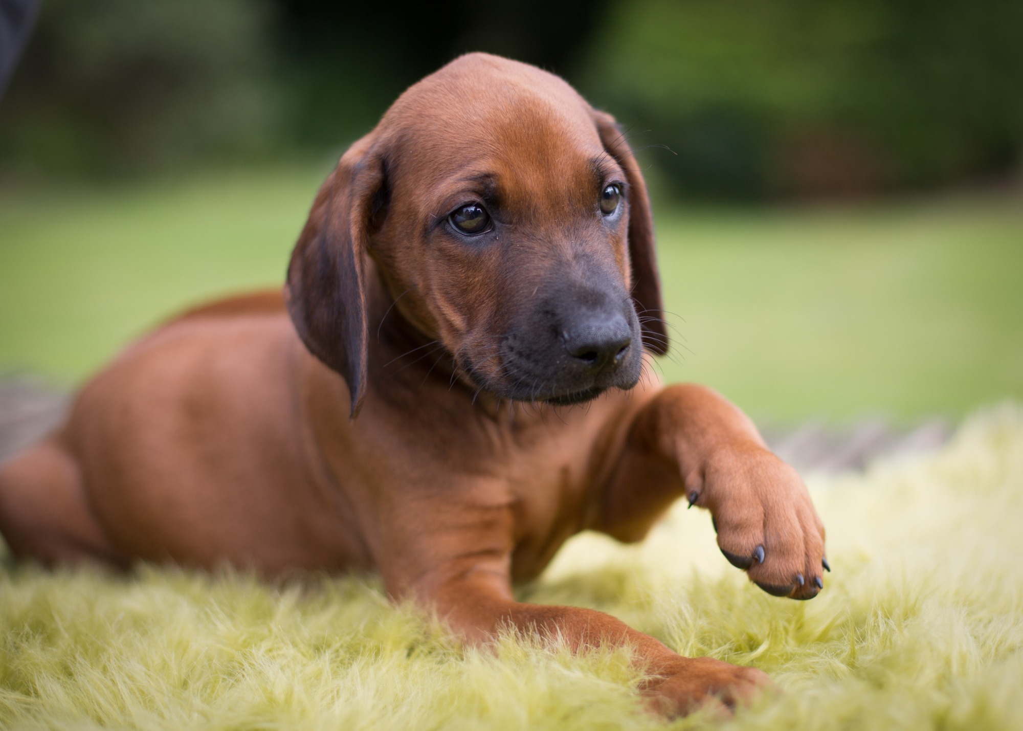 Mistery Castle Q Litter J Wurf