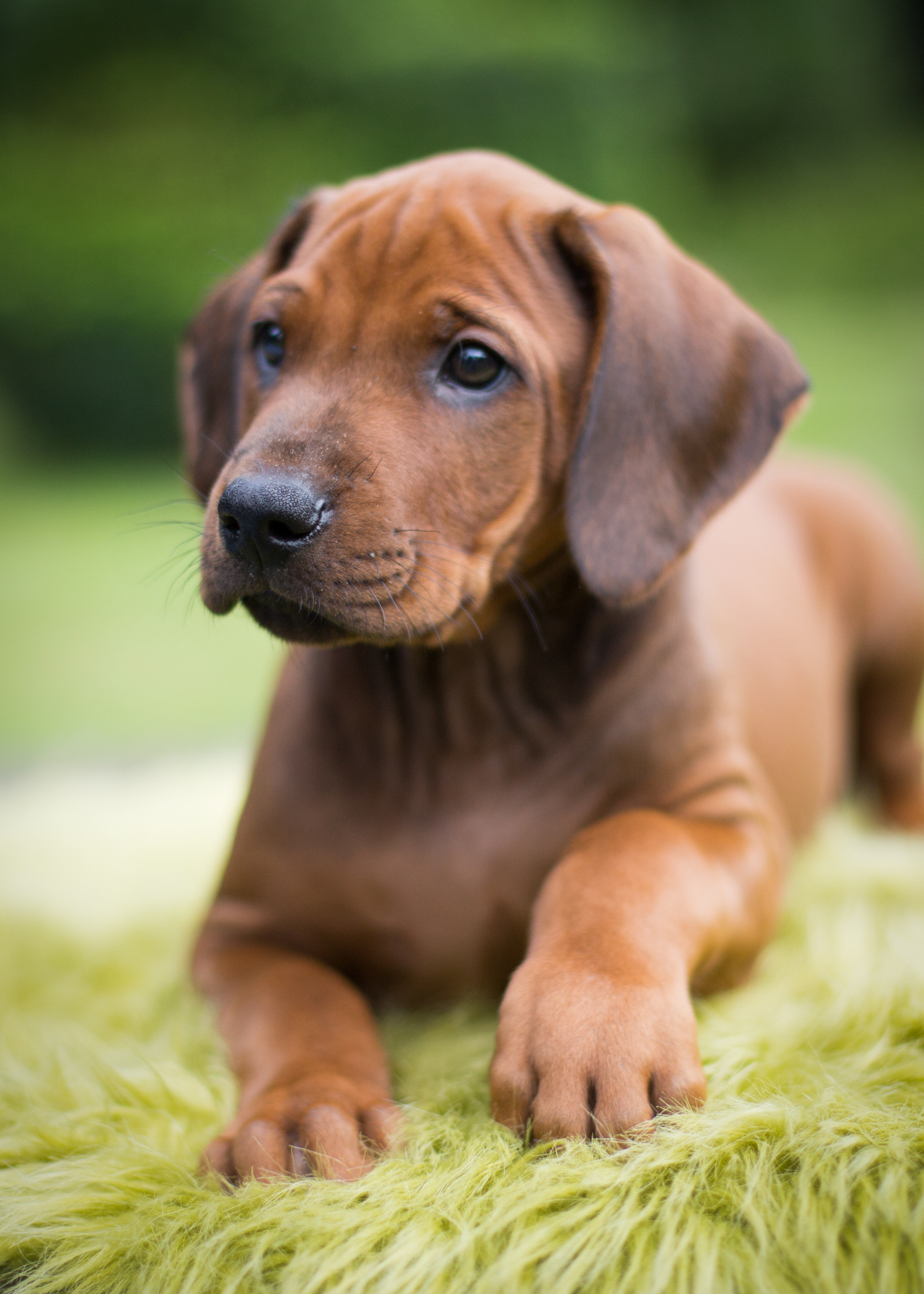 Mistery Castle Q Litter J Wurf