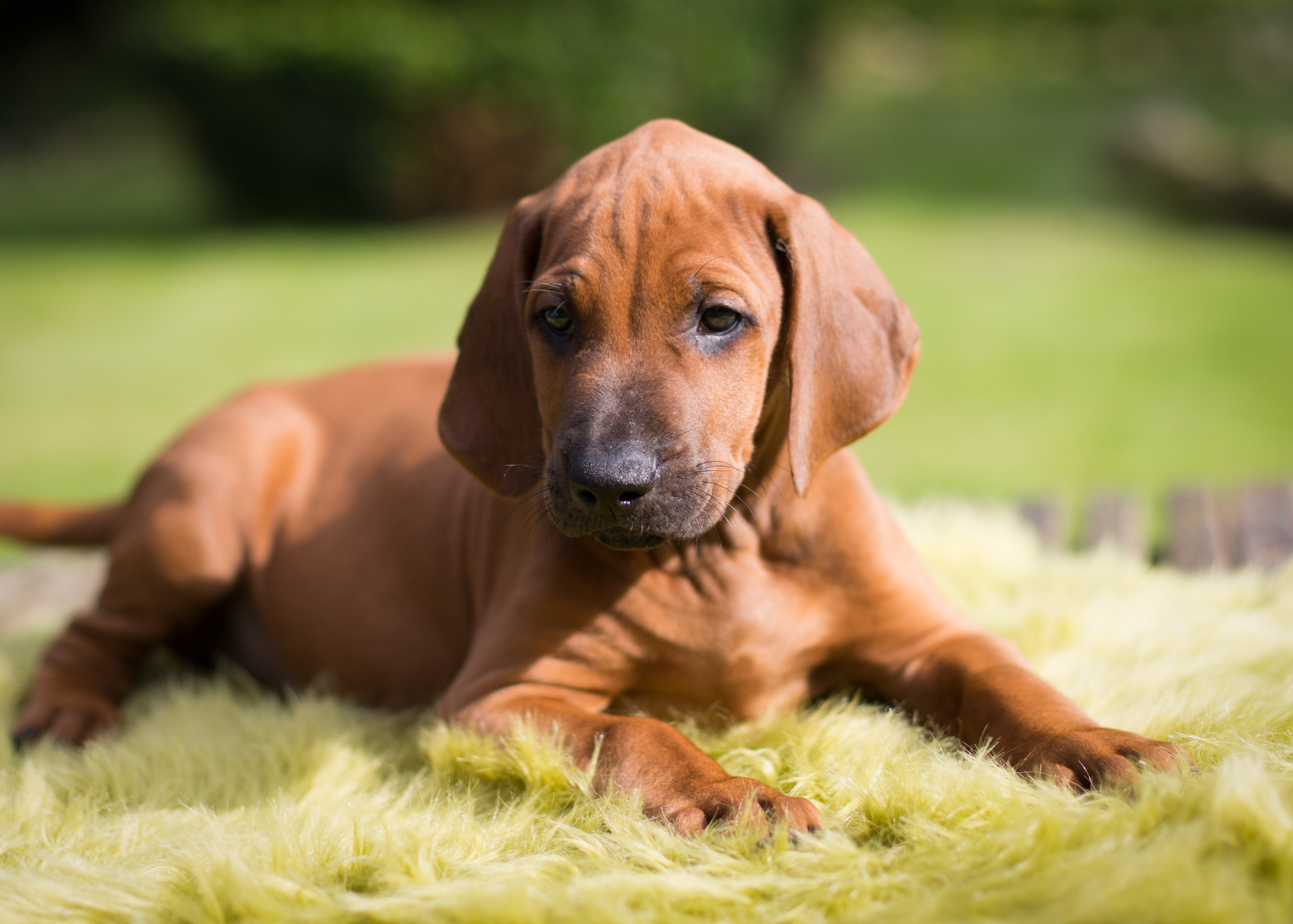 Mistery Castle Q Litter J Wurf