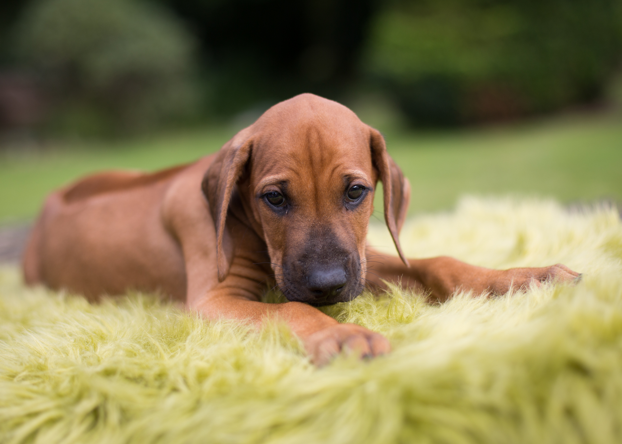 Mistery Castle Q Litter J Wurf