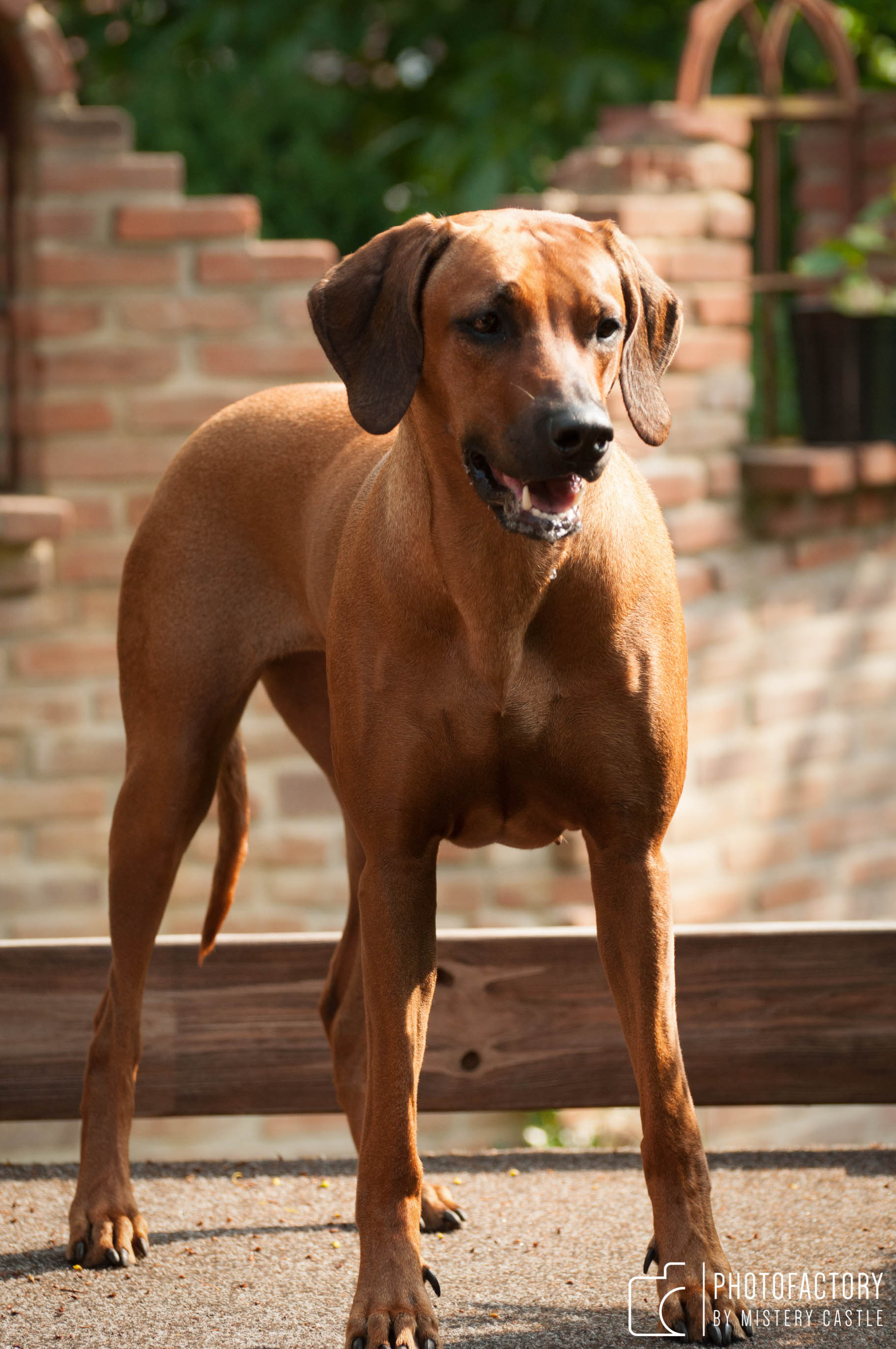 Mabruke African Rhett From Mistery Castle Mabruke African Rhett From Mistery Castle