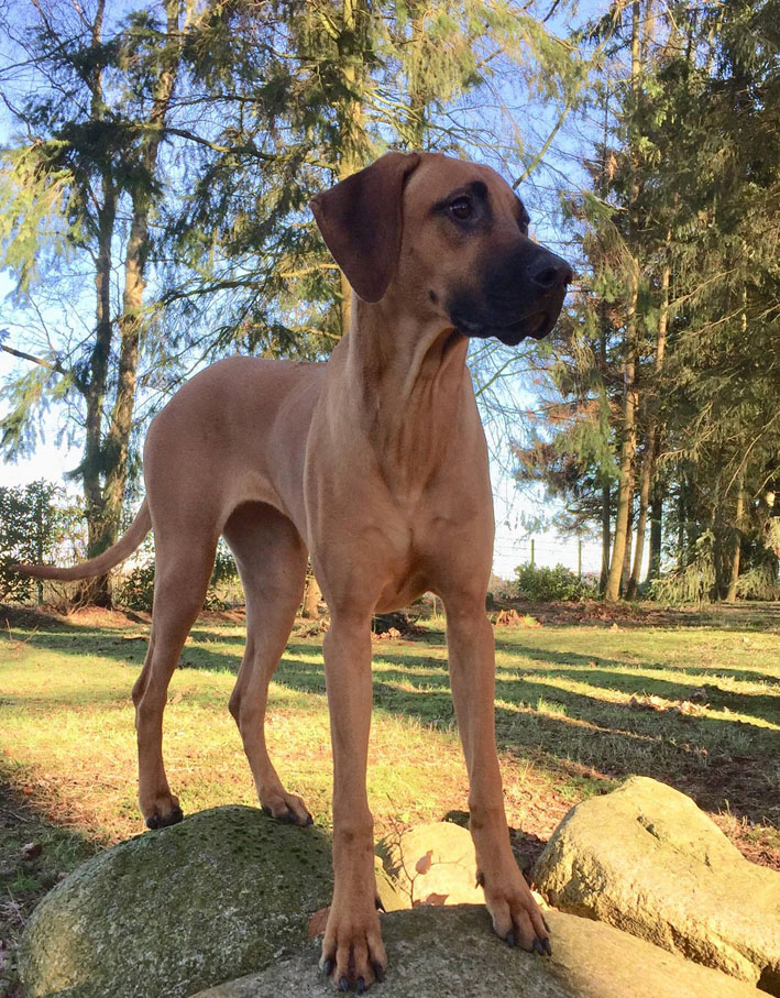 Mairangi Ayla J Wurf