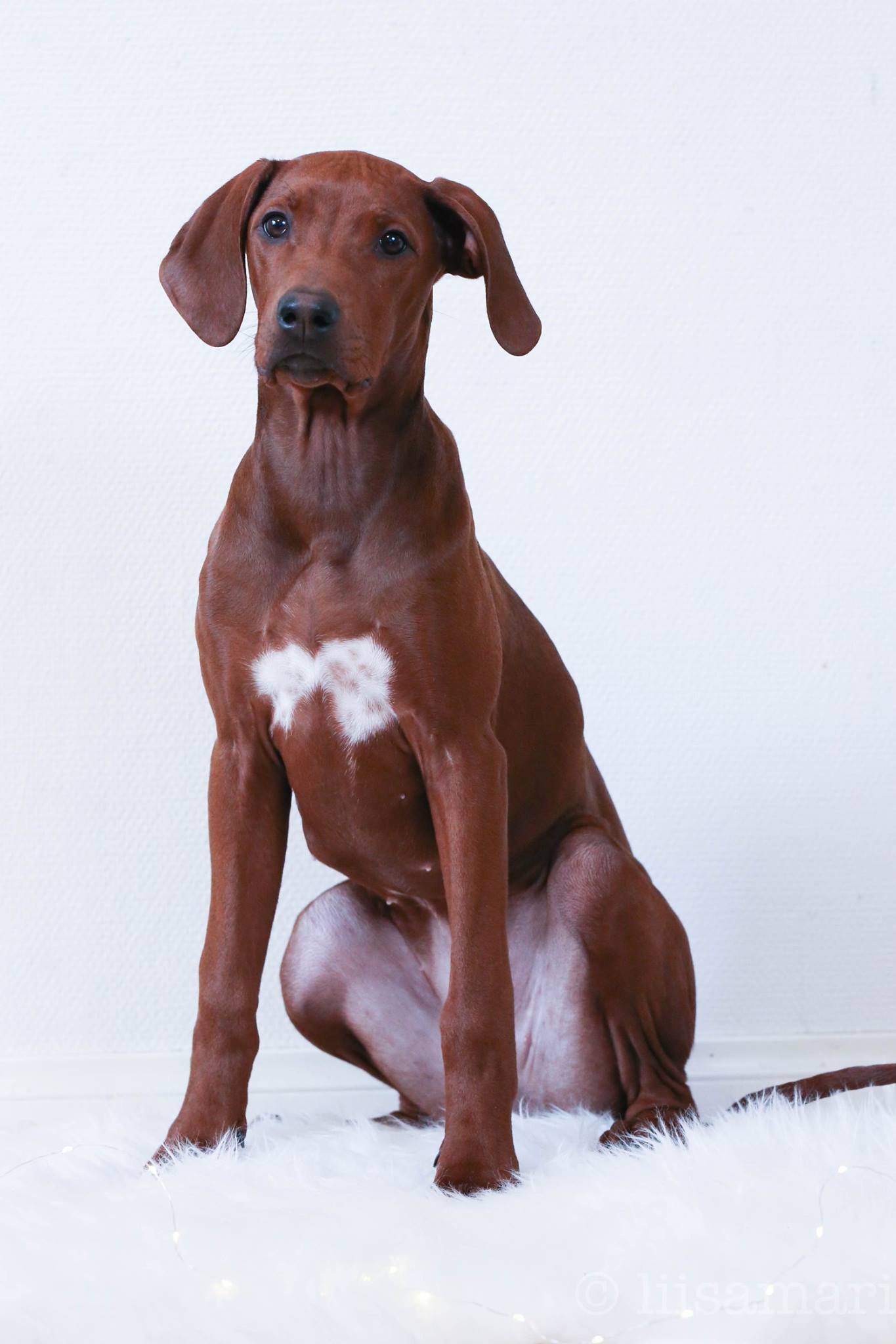 Mistery Castle Q Litter J Wurf