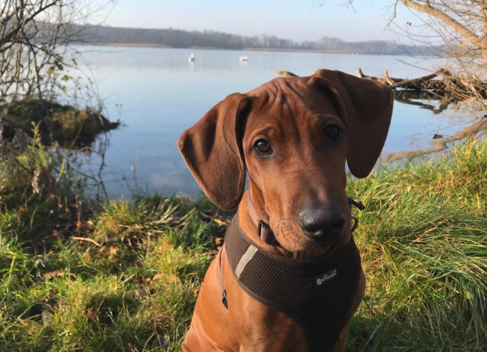 Mistery Castle Q Litter J Wurf