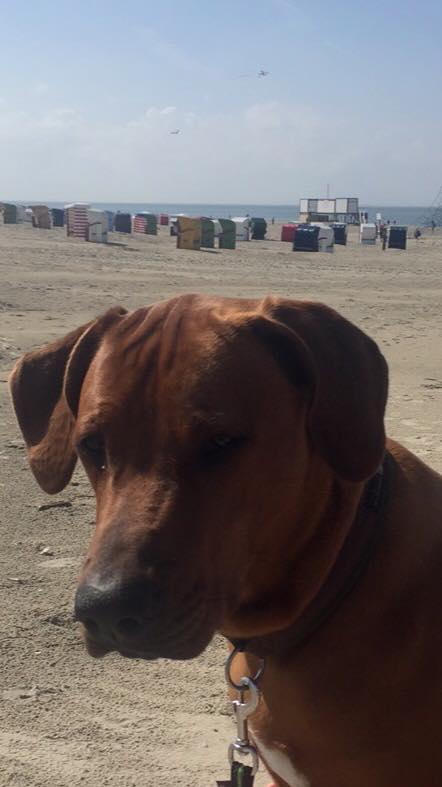 Mistery Castle Q Litter J Wurf