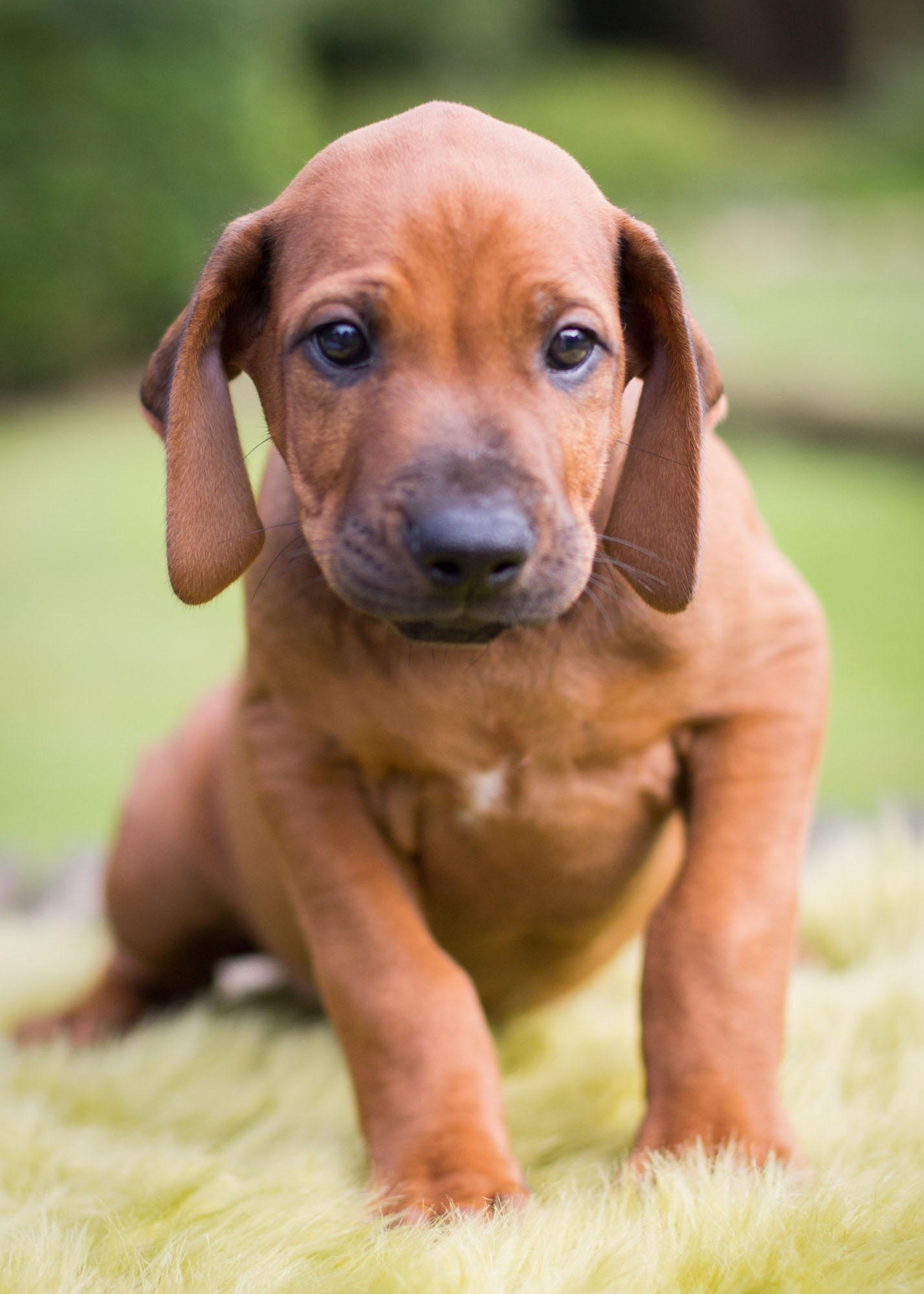 Mistery Castle Q Litter J Wurf