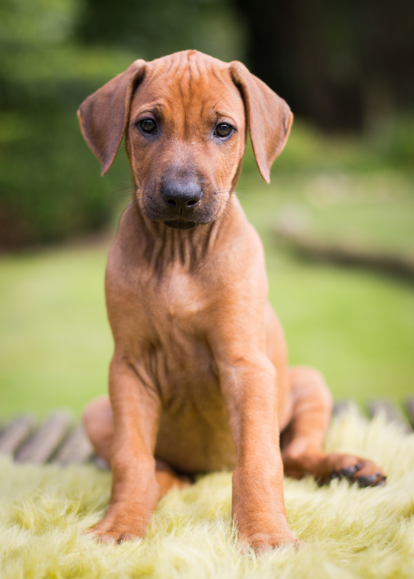 Mistery Castle Q Litter J Wurf